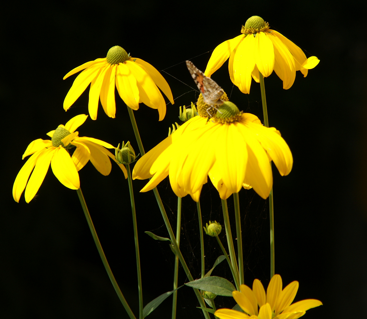 Helianthus