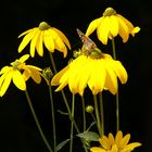 Helianthus