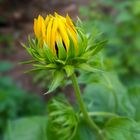 Helianthus debilis