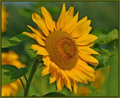 Helianthus