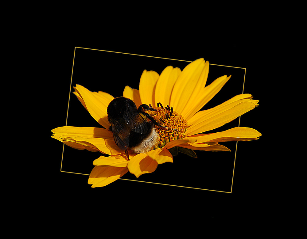 Helianthus