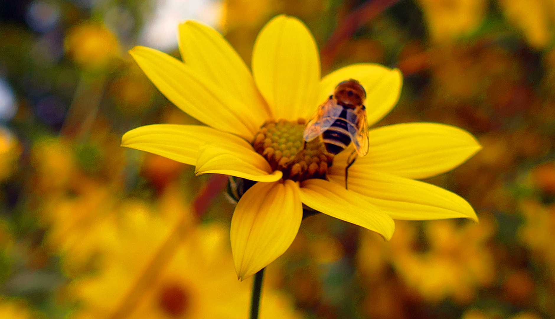 Helianthus "Giganteus"