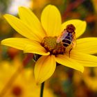 Helianthus "Giganteus"