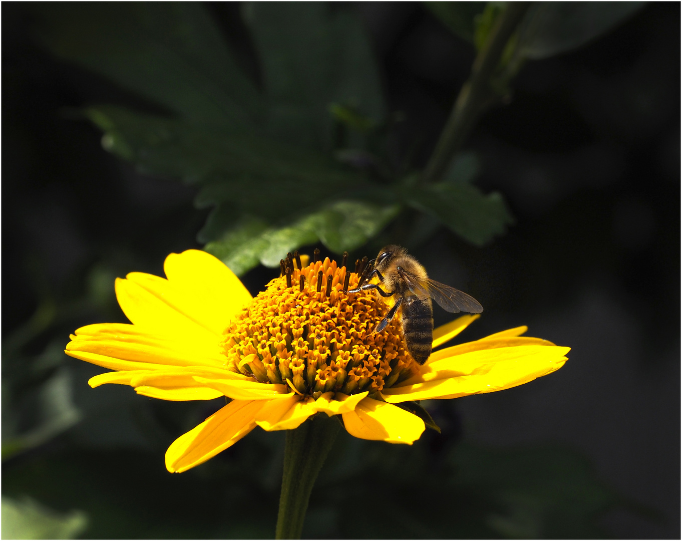 Helianthus mit eifriger Biene