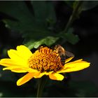 Helianthus mit eifriger Biene