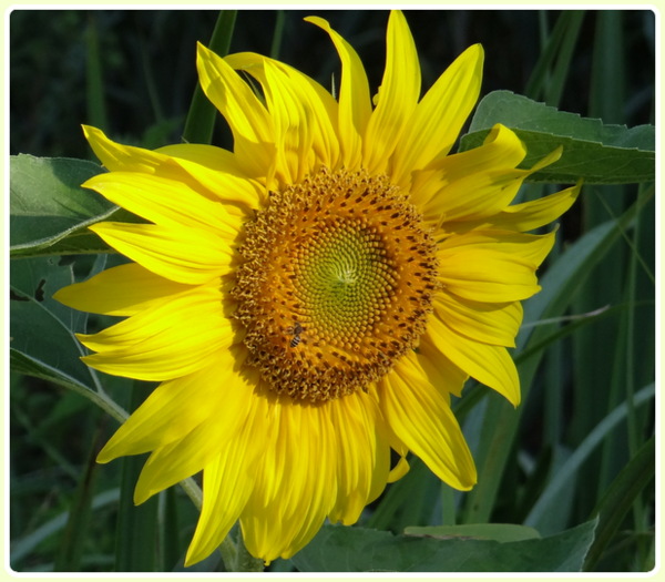 Helianthus sauvage