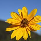 Helianthus tuberosus (Aguaturma)