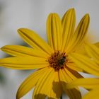 Helianthus tuberosus am Straßenrand