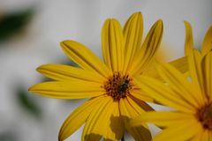 Helianthus tuberosus am Straßenrand