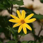 Helianthus tuberosus am Straßenrand