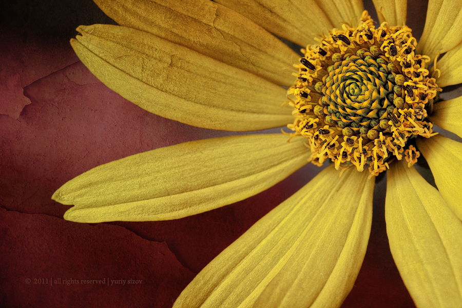 Helianthus tuberosus