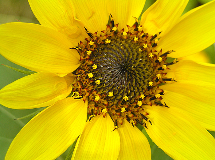 Helianthus tuberosus - Herzmitte -