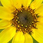 Helianthus tuberosus - Herzmitte -