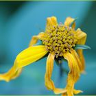 Helianthus tuberosus sagt leise servus