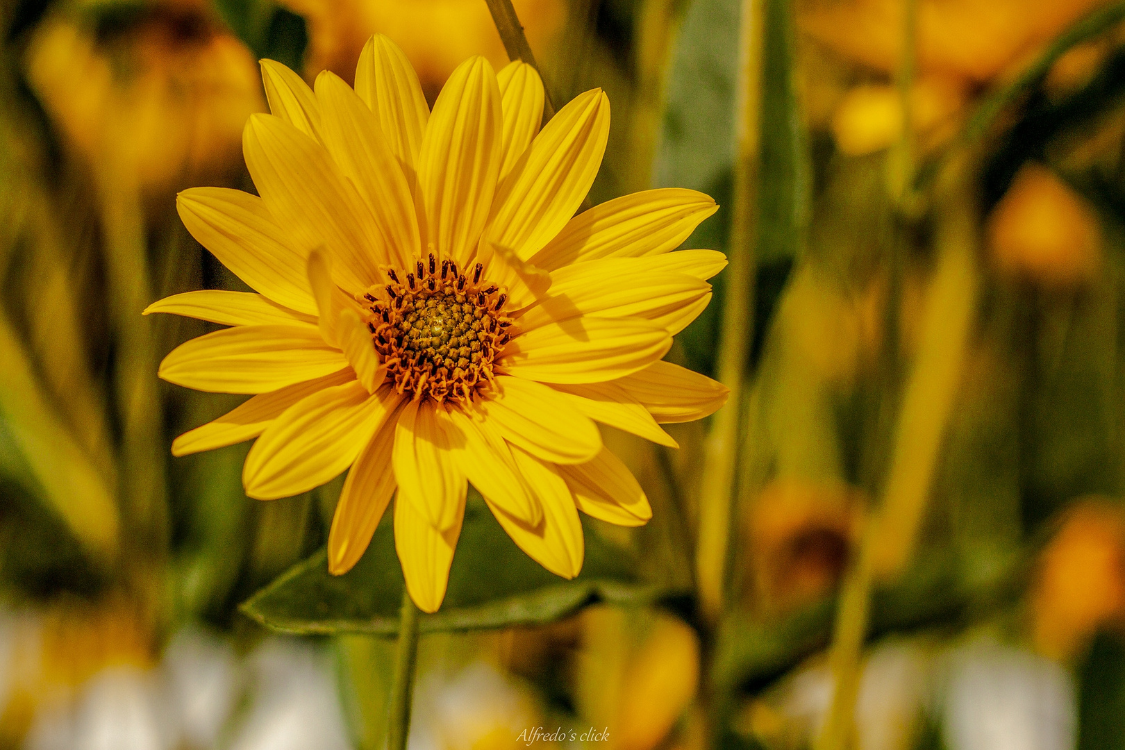 Helianthus tuberosus "Topinambur"