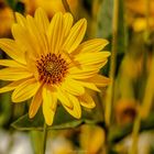 Helianthus tuberosus "Topinambur"