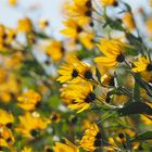 Helianthus tuberosus (Topinambur)