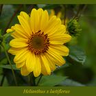 Helianthus x laetiflorus