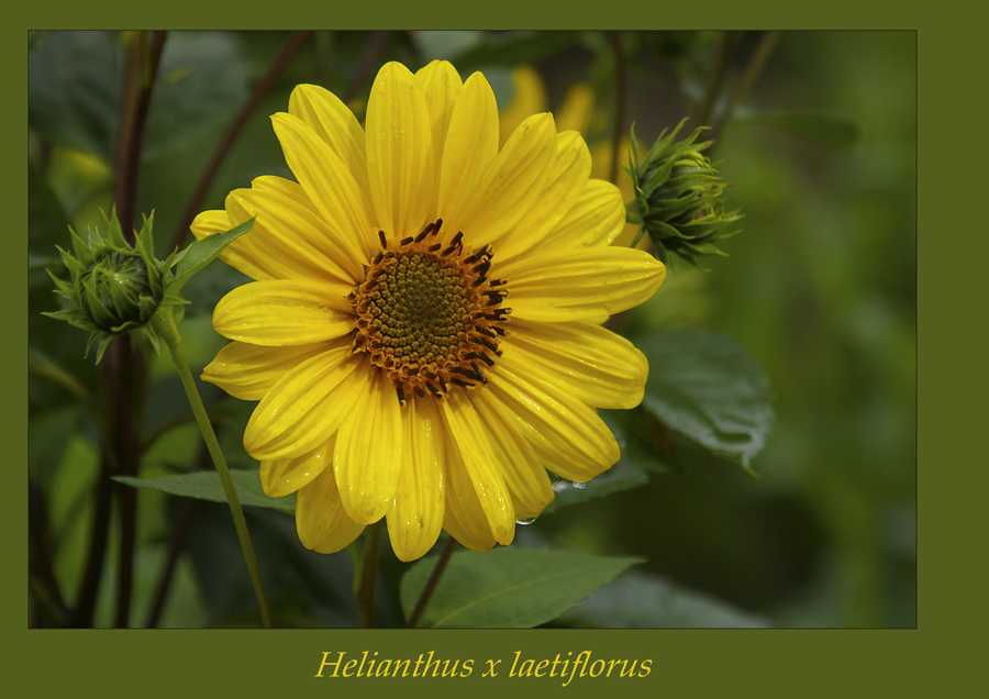 Helianthus x laetiflorus