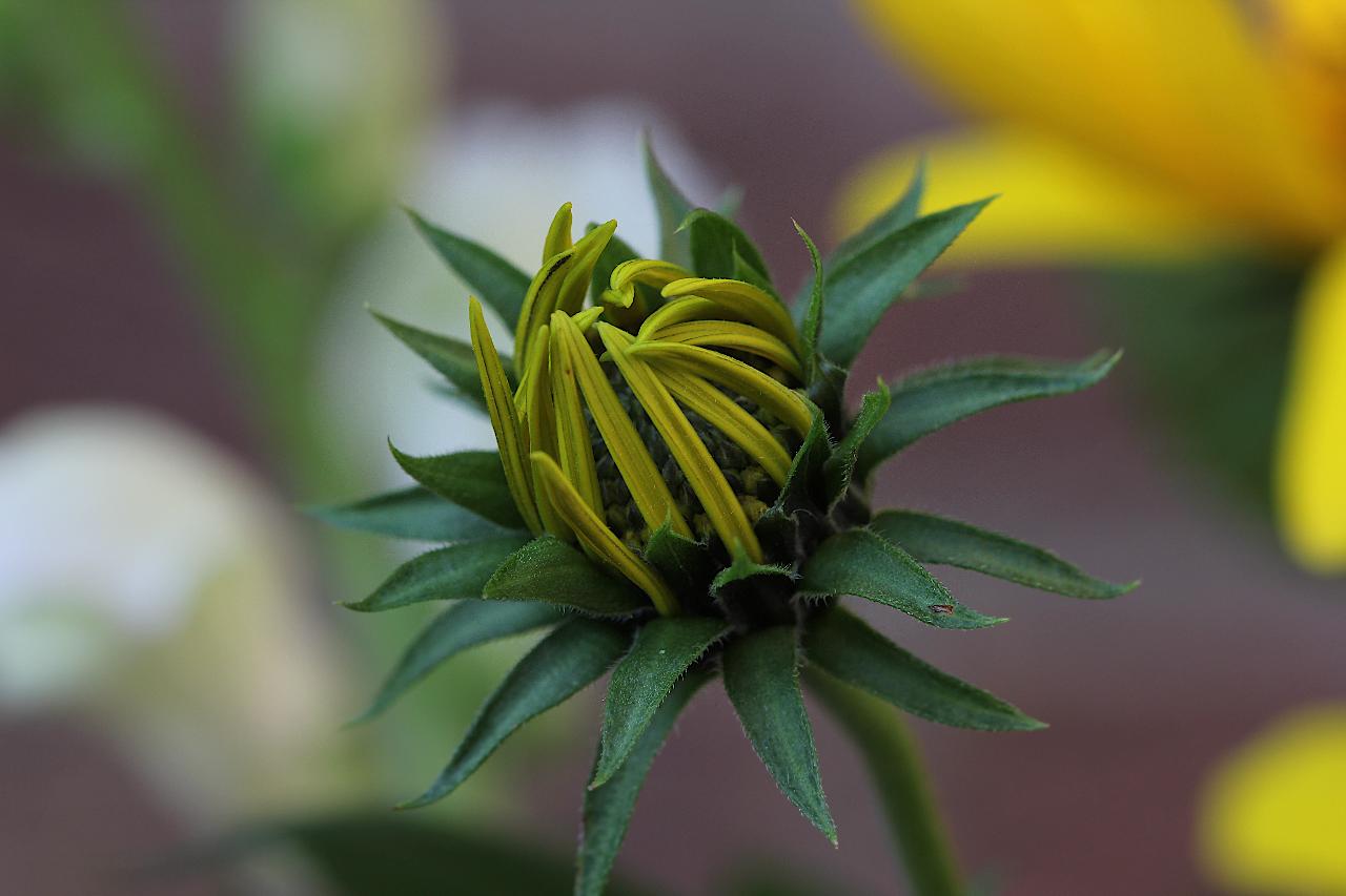 Helianthusabkömmling..