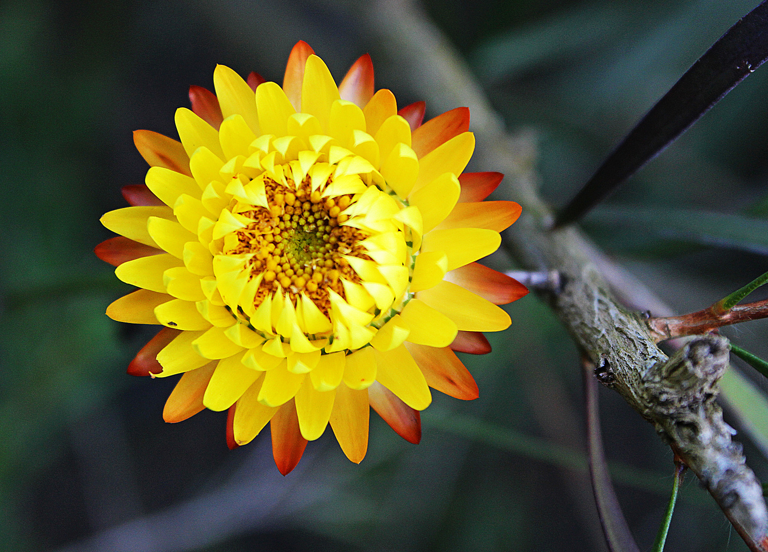Helichrysum bracteatum Foto & Bild pflanzen, pilze & flechten, blüten