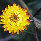 Helichrysum bracteatum