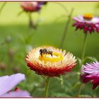 Helichrysum Landeplatz