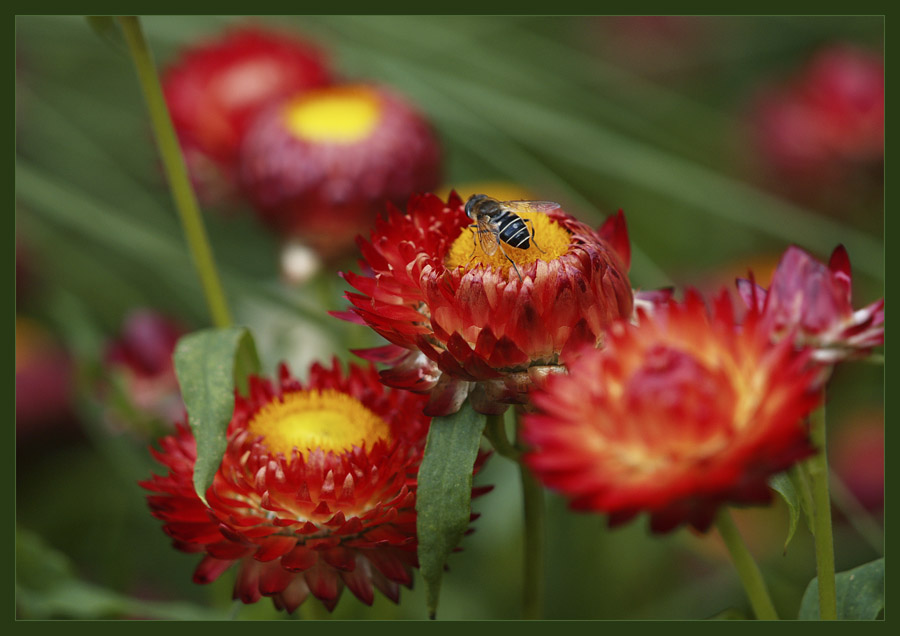 Helichrysum - Strohblume