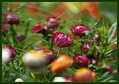 Helichrysum - Strohblume