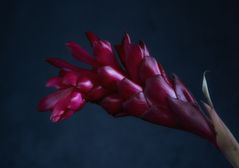 Heliconia