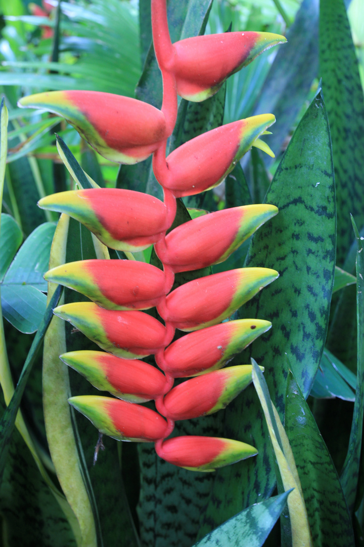 Heliconia