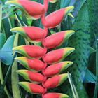 Heliconia