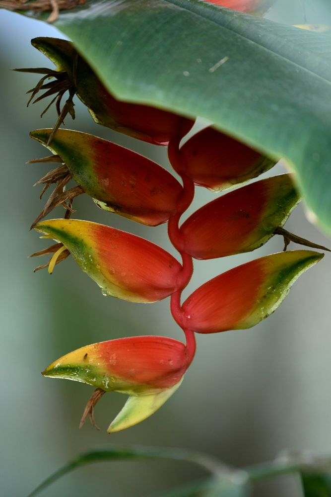 Heliconia