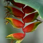 Heliconia