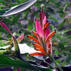 Heliconia