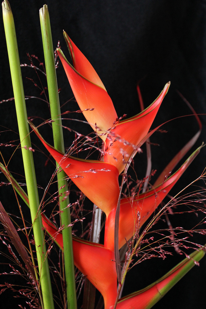 Heliconia