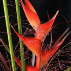 Heliconia