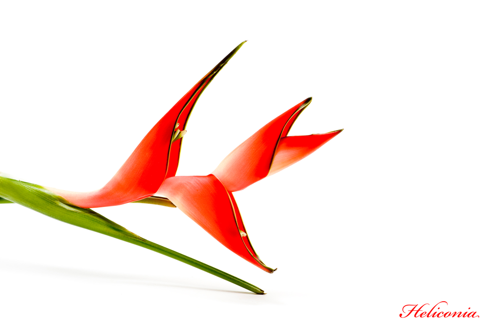 Heliconia