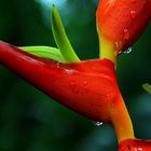 Heliconia