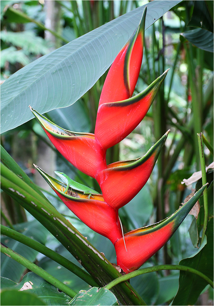 Heliconia