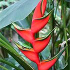 Heliconia