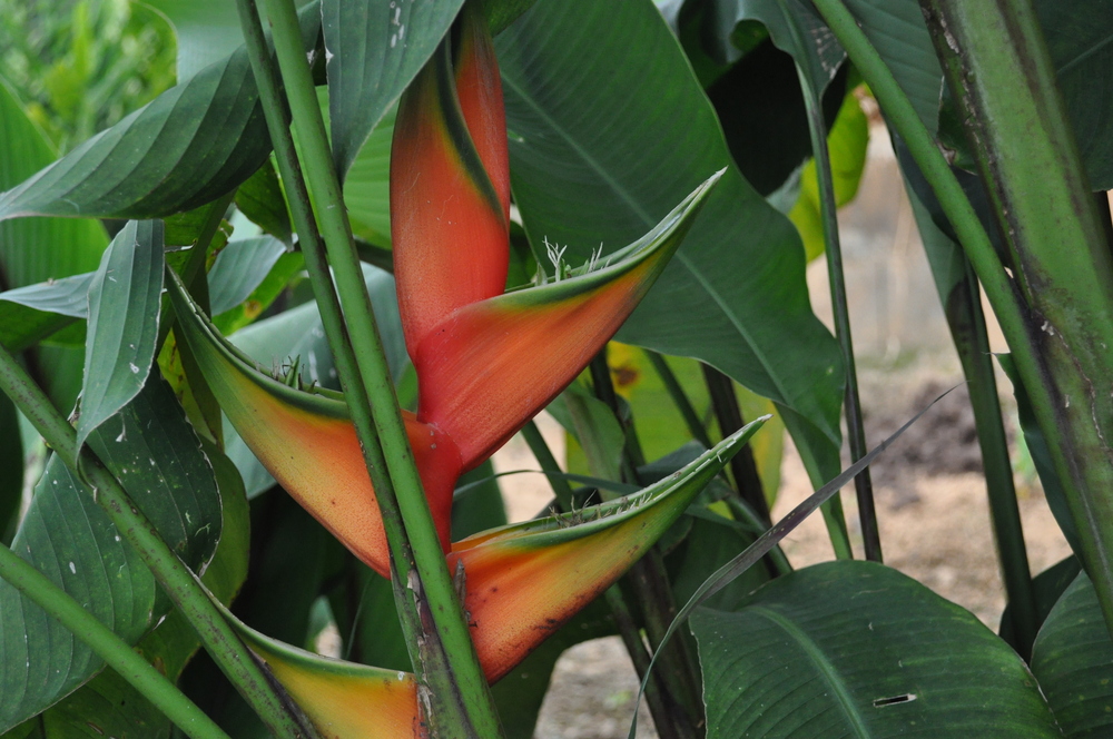 Heliconia