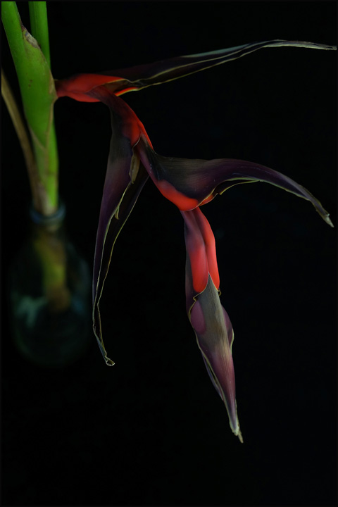 heliconia, alt