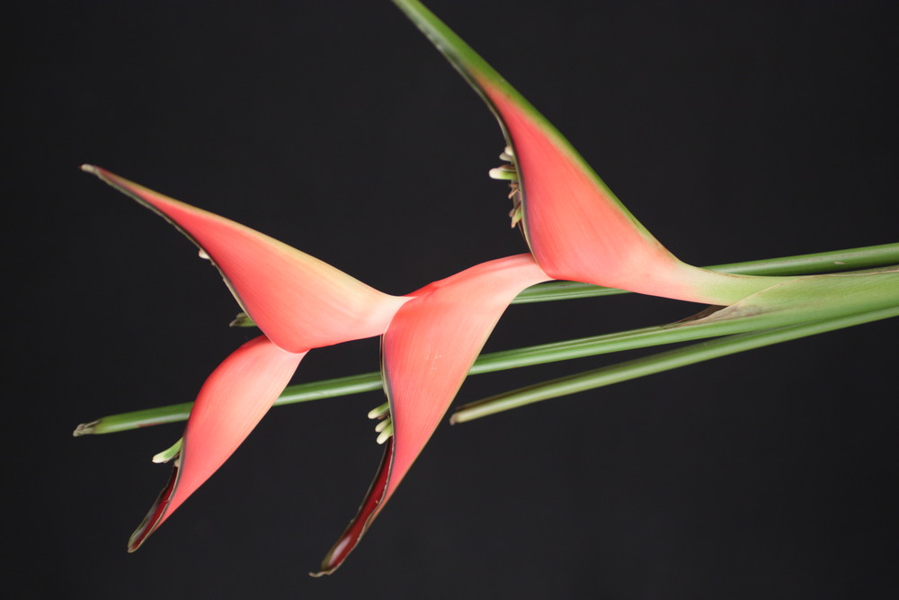 Heliconia