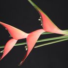 Heliconia