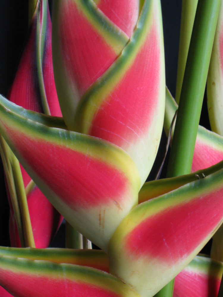 Heliconia