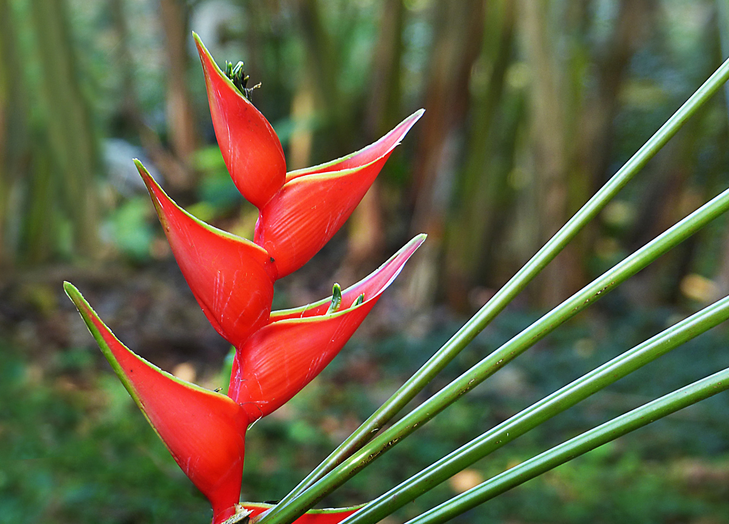 Heliconia bihai