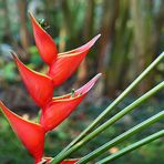 Heliconia bihai