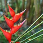 Heliconia bihai