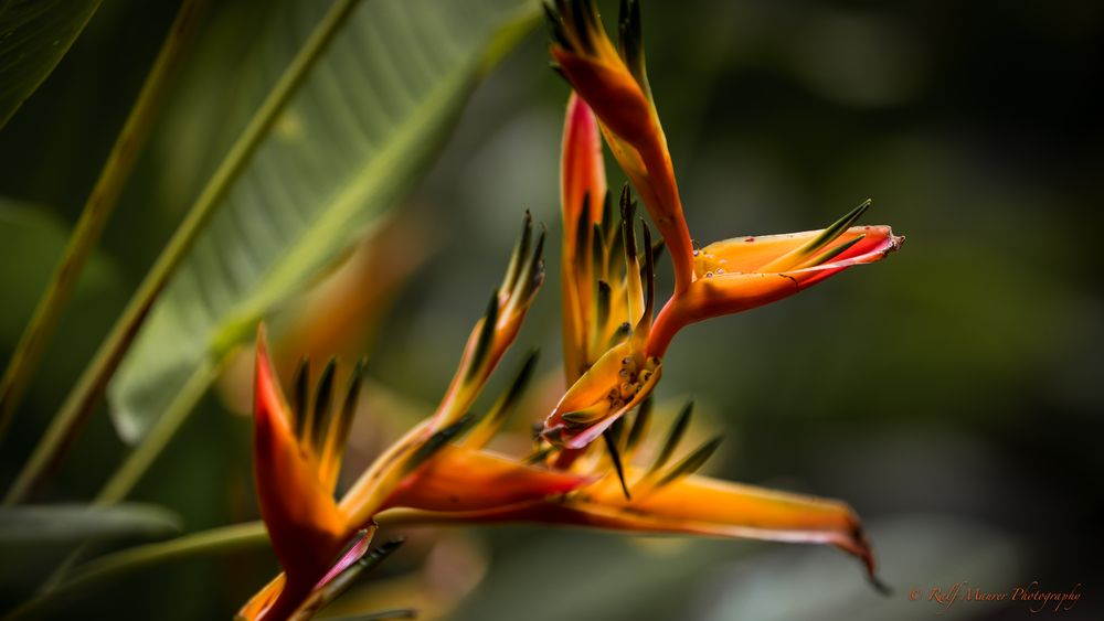 Heliconia